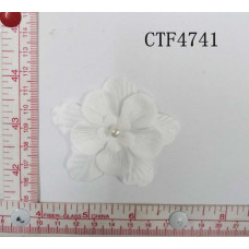 CTF4741.jpg