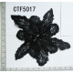 CTF5017.jpg